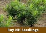 Link to the NH State Forest Nursery's site that sells tree and shrub seedlings